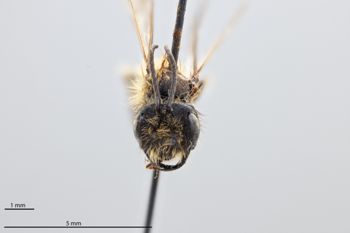 Media type: image;   Entomology 774004 Aspect: head frontal view